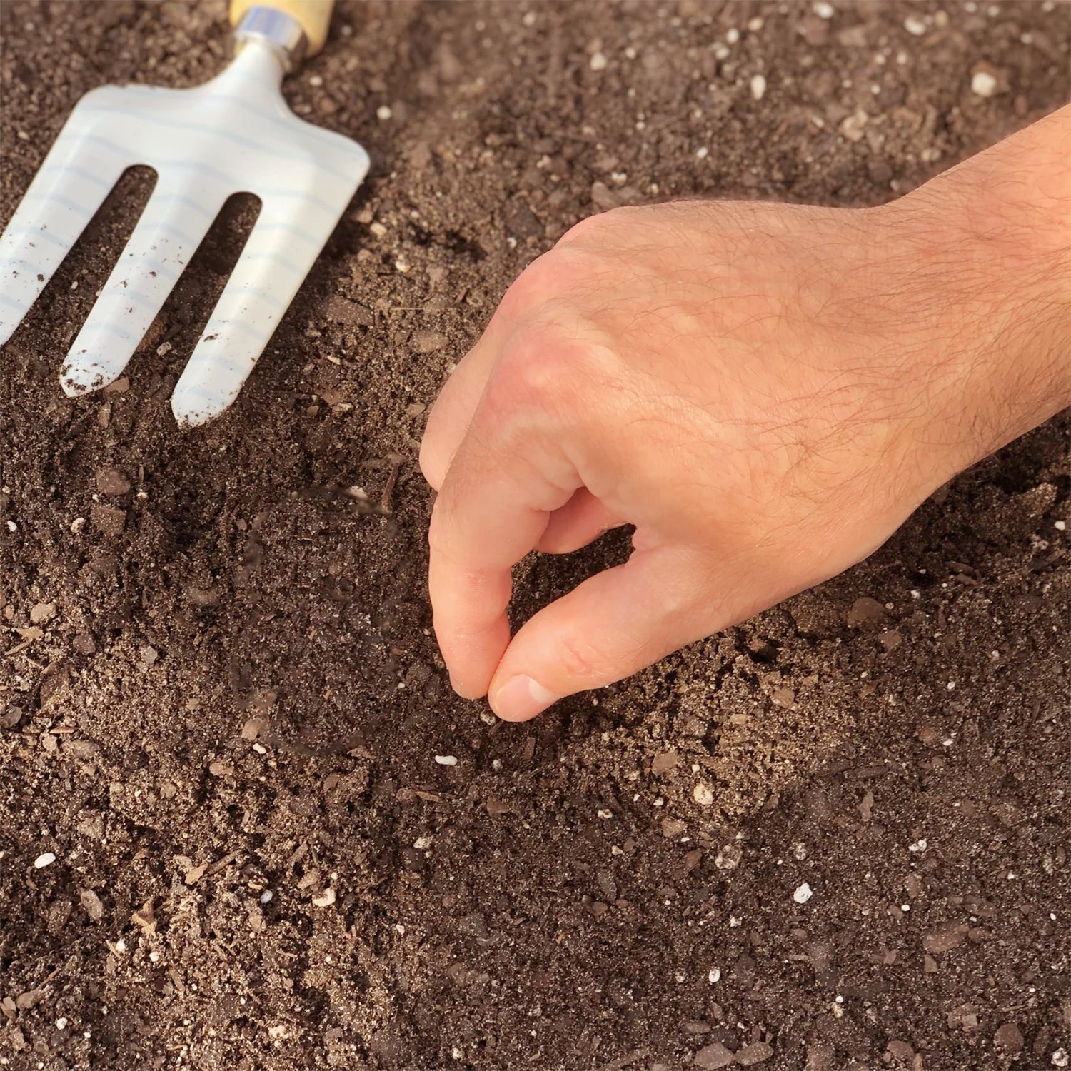 Hand planting a small seed into soil outdoors, close-up view of fingers and ground.